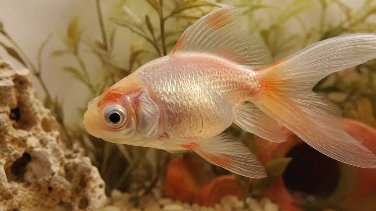 Khvoroby akvariumnykh rybok karantyn