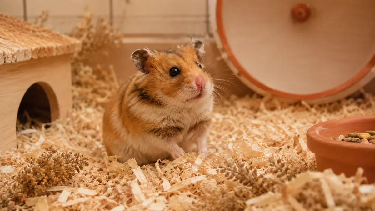 Chomu homiak kusaietsia