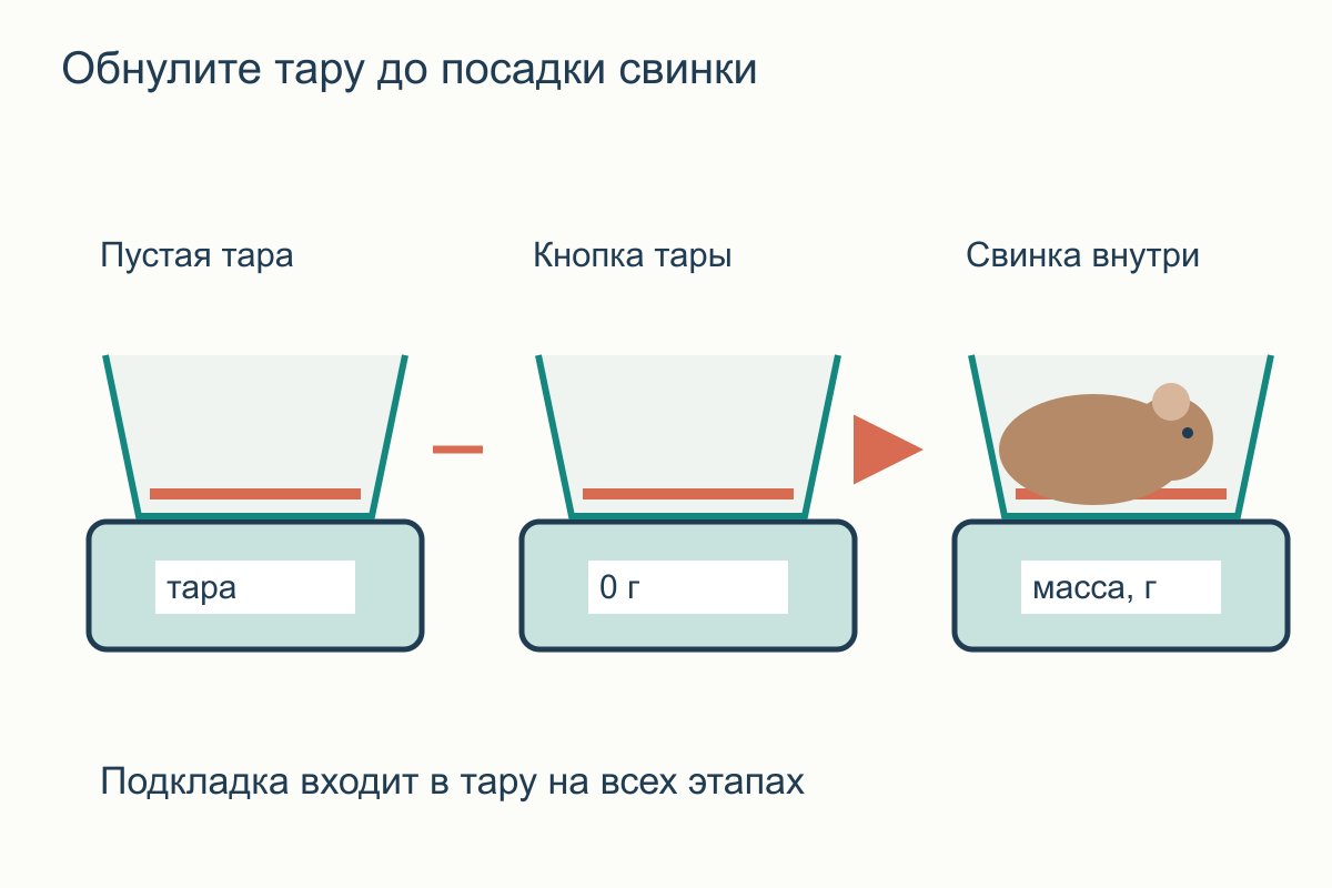 Последовательность: поставить пустую ёмкость с подкладкой, обнулить весы, добавить свинку и записать граммы