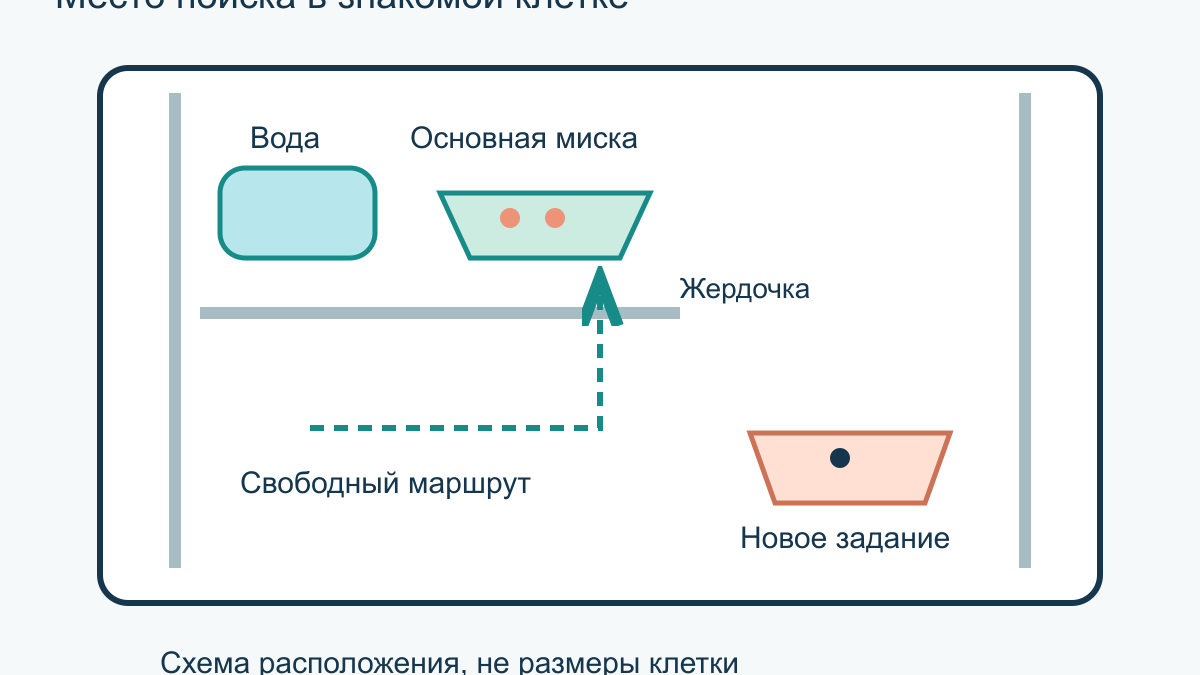 Поиск корма для попугая: как организовать фуражирование дома