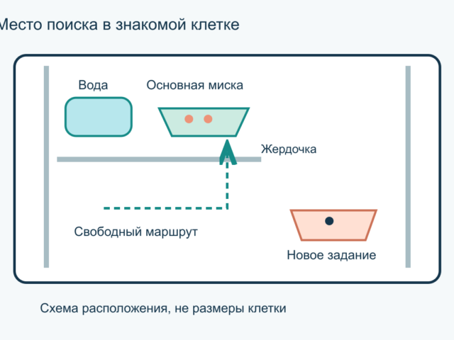 Поиск корма для попугая: как организовать фуражирование дома