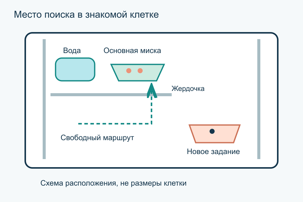 Задание не перекрывает основное кормление Схема клетки: доступные вода и основная миска, отдельное место поиска возле жердочки и свободный проход