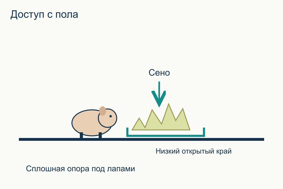 Доступ к сену с пола Вид сбоку: морская свинка стоит на сплошном полу и достаёт сено без высокого борта и лазания
