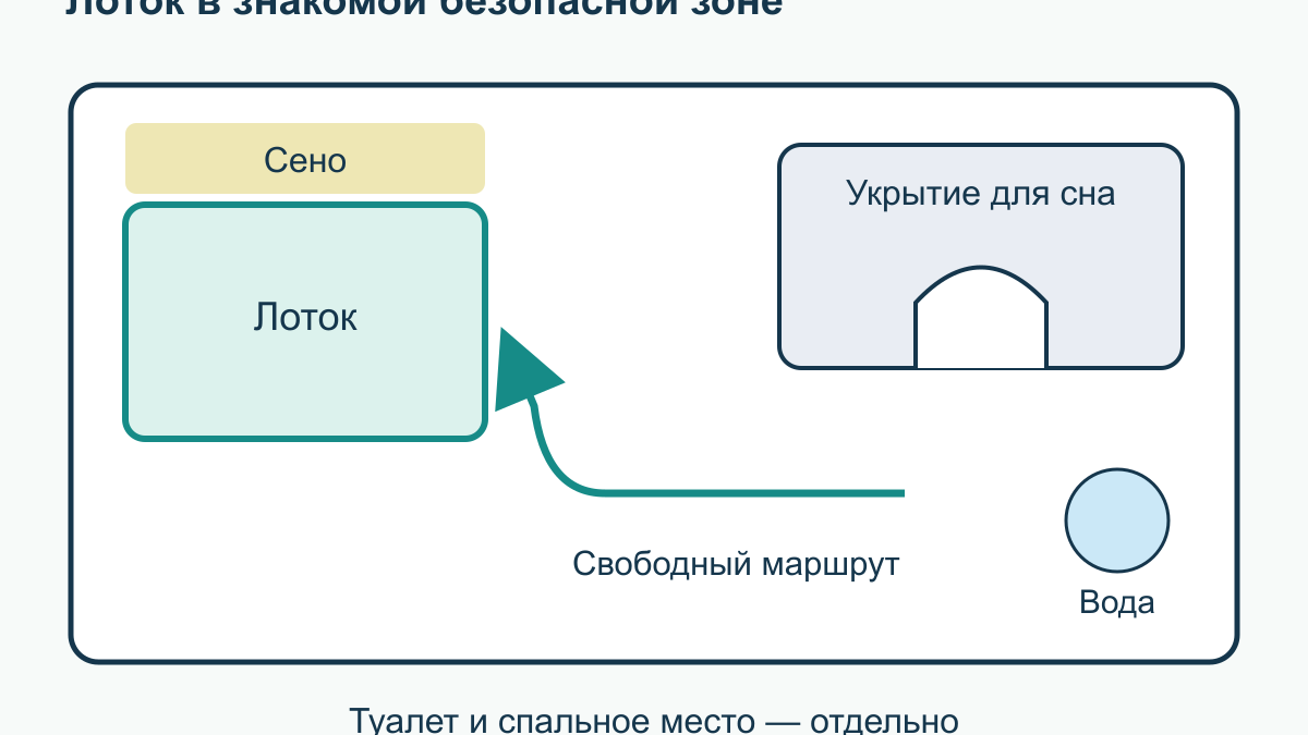 Как приучить декоративного кролика к лотку