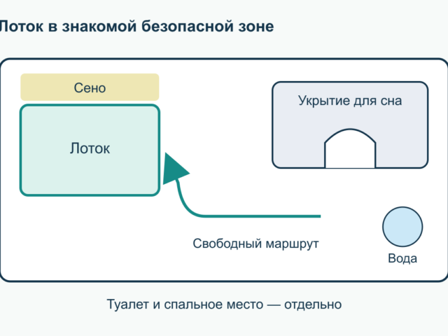Как приучить декоративного кролика к лотку