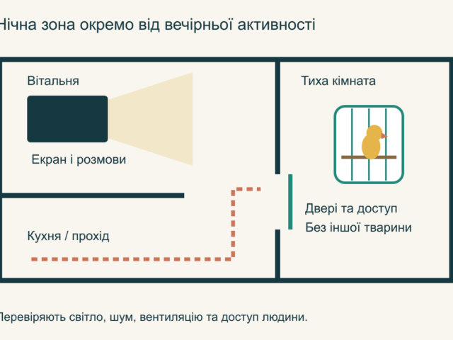 Сон папуги: як організувати вечірній режим у квартирі