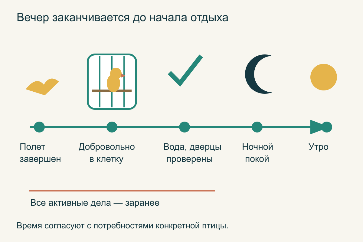 Вечерняя последовательность: завершение полета, добровольное возвращение, проверка клетки, спокойная ночь и предсказуемое утро