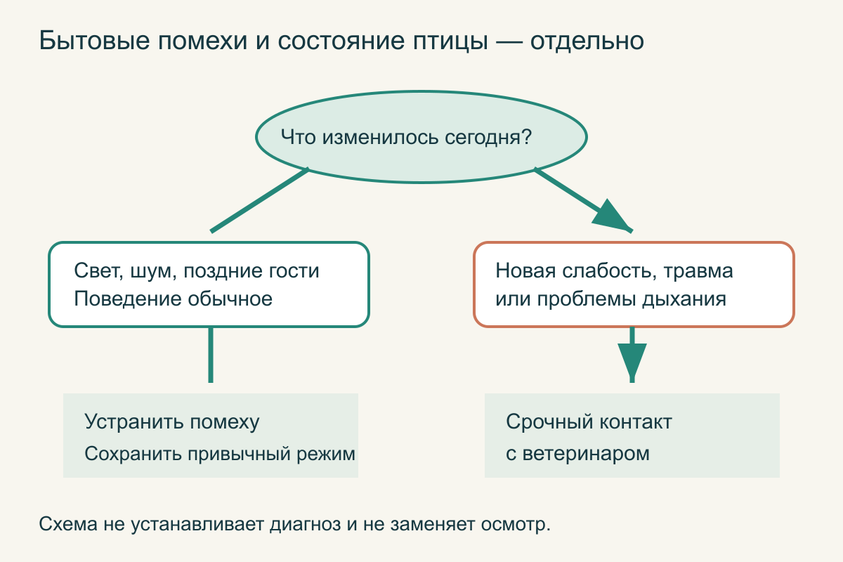 Две ветви вечернего наблюдения: обычный покой ведет к сохранению режима, новые признаки неблагополучия — к ветеринарному контакту