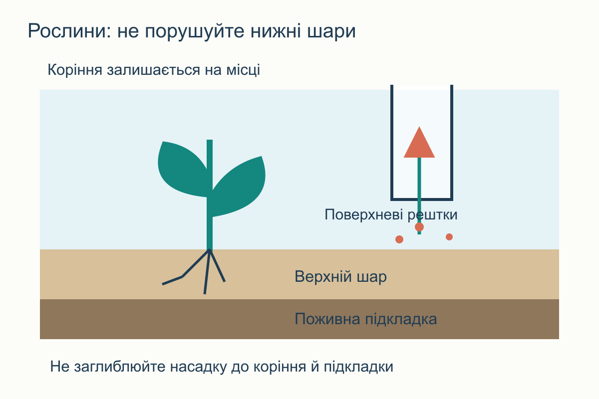 Розріз засадженого дна: насадка над поверхнею, коріння та нижній поживний шар залишаються недоторканими