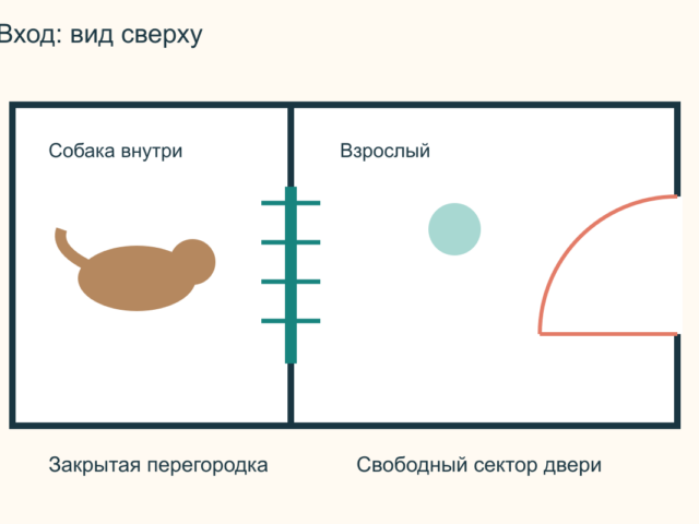 Собака выбегает в открытую дверь: как научить ждать