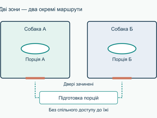 Як організувати годування двох собак без конкуренції за миски