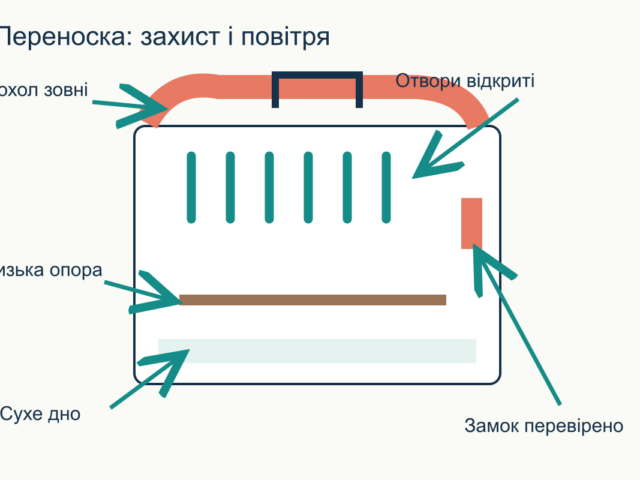 Як перевезти папугу до ветеринара в прохолодну погоду