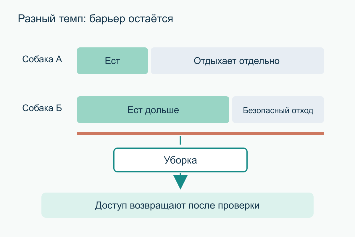 Две параллельные временные дорожки: первая собака уже отдыхает отдельно, вторая ещё ест; разделение сохраняется до уборки