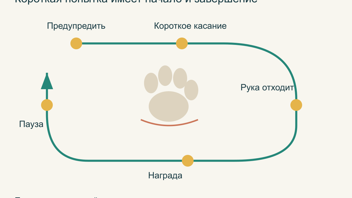Как научить собаку спокойно позволять осмотр лап и ушей