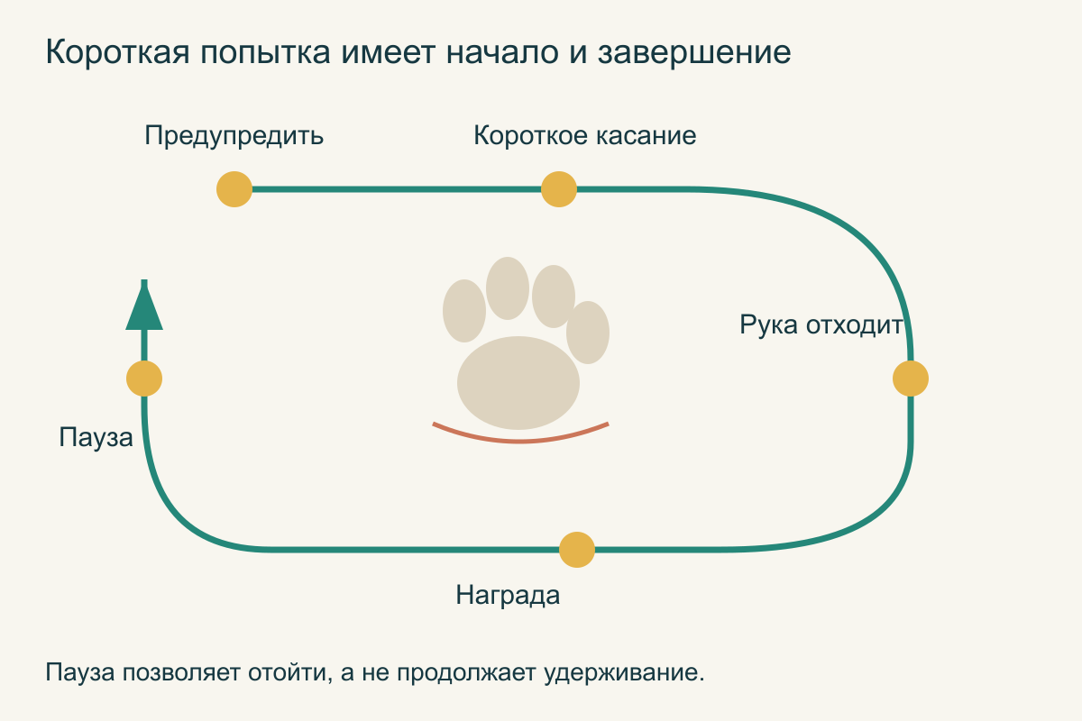Короткий цикл обучения: предупреждение, легкое касание, отведение руки, награда и свободная пауза