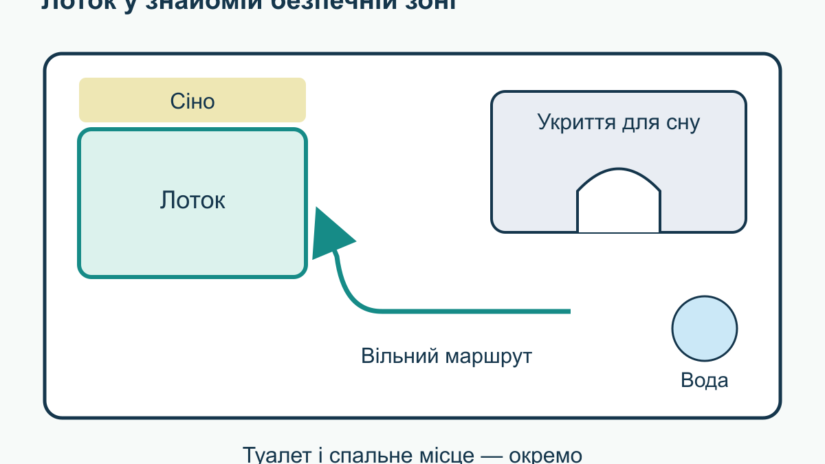 Як привчити декоративного кролика до лотка