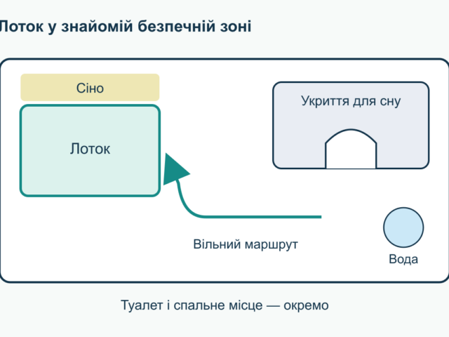 Як привчити декоративного кролика до лотка