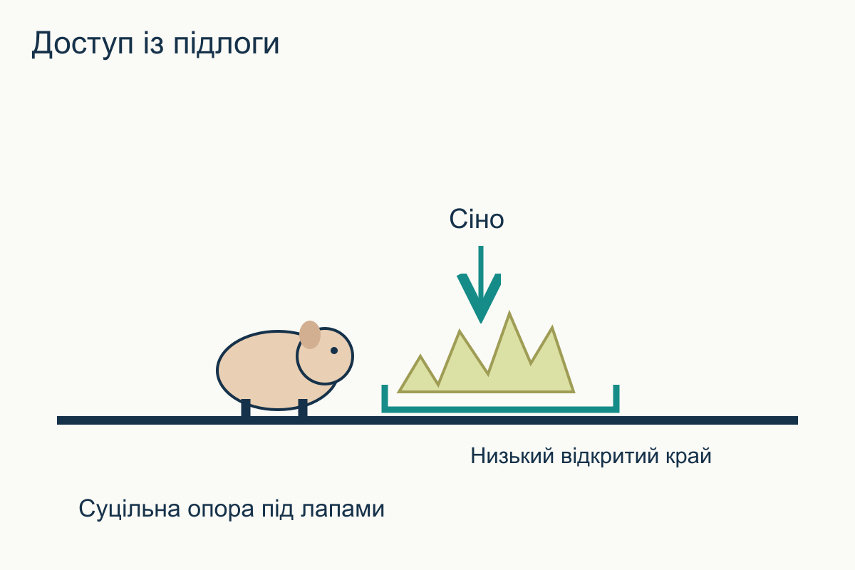 Бічний вигляд сінної зони: морська свинка стоїть на суцільній підлозі й дістає сіно без високого краю та лазіння