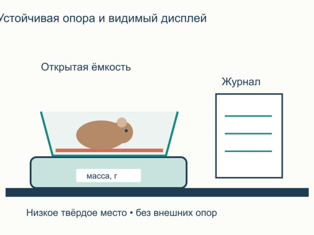 Как взвешивать морскую свинку дома и вести журнал веса