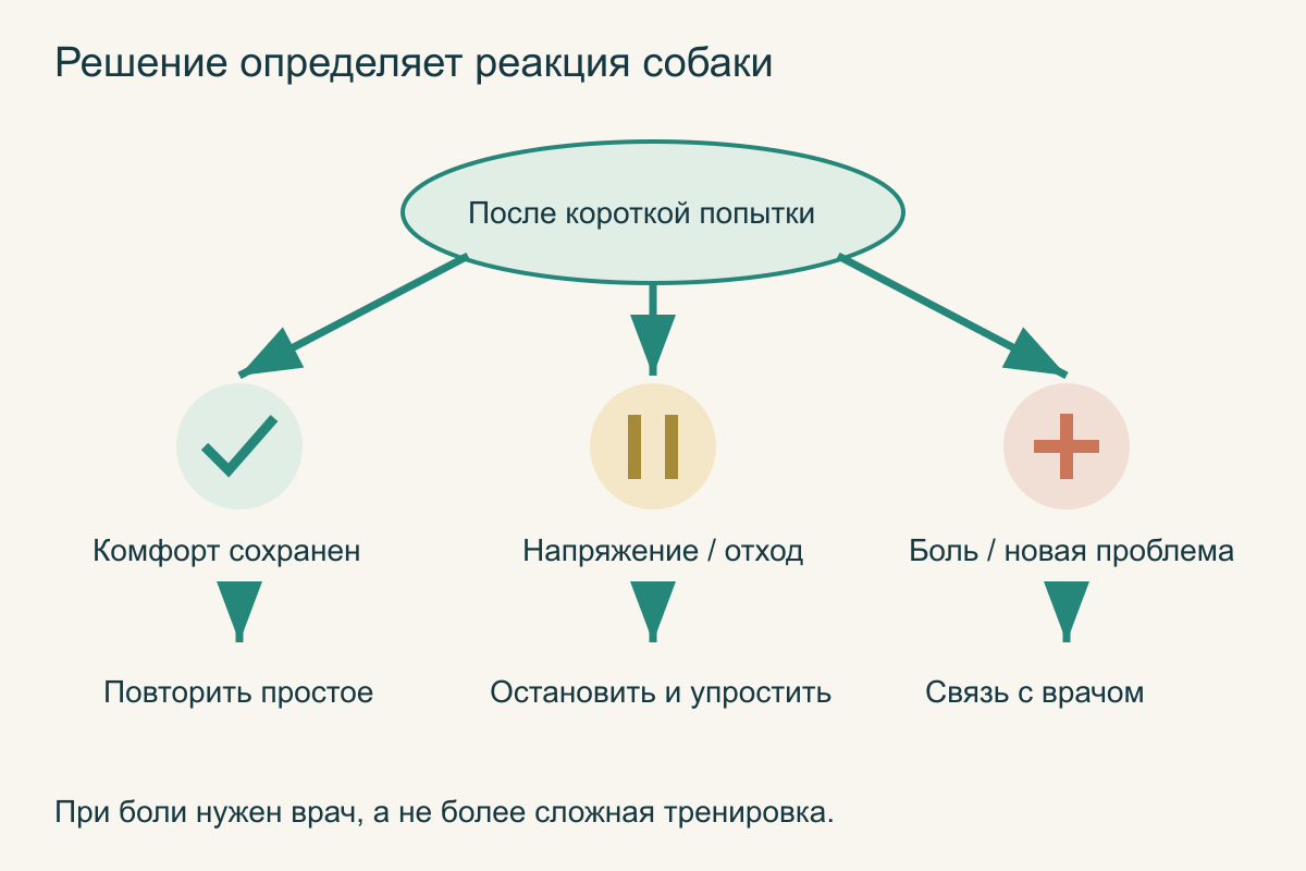 После каждой попытки выбирают: повторить комфортный шаг, упростить после напряжения либо обратиться к ветеринару при признаках боли