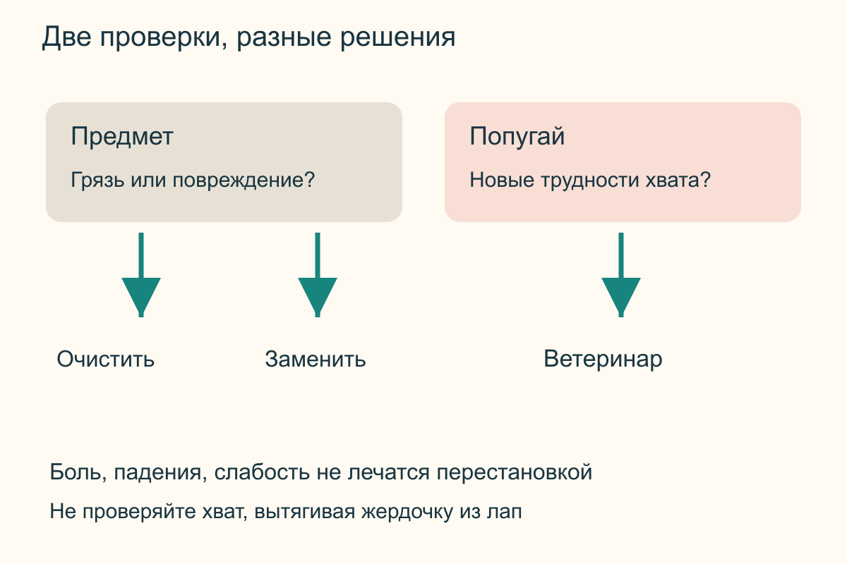 Предмет и состояние птицы проверяют отдельно Отдельные ветви проверки: загрязнение жердочки ведет к очистке, дефект к замене, новые трудности хвата у попугая к ветеринару