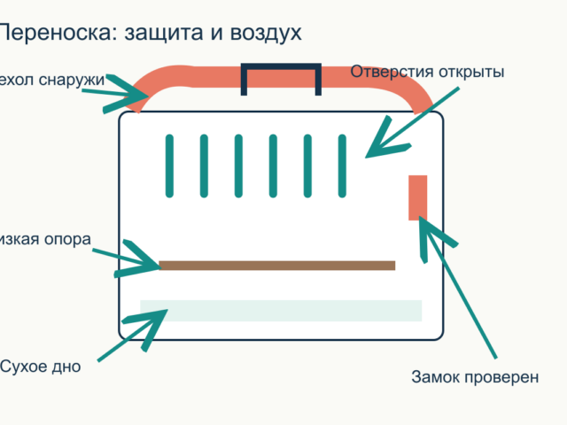 Как перевезти попугая к ветеринару в прохладную погоду