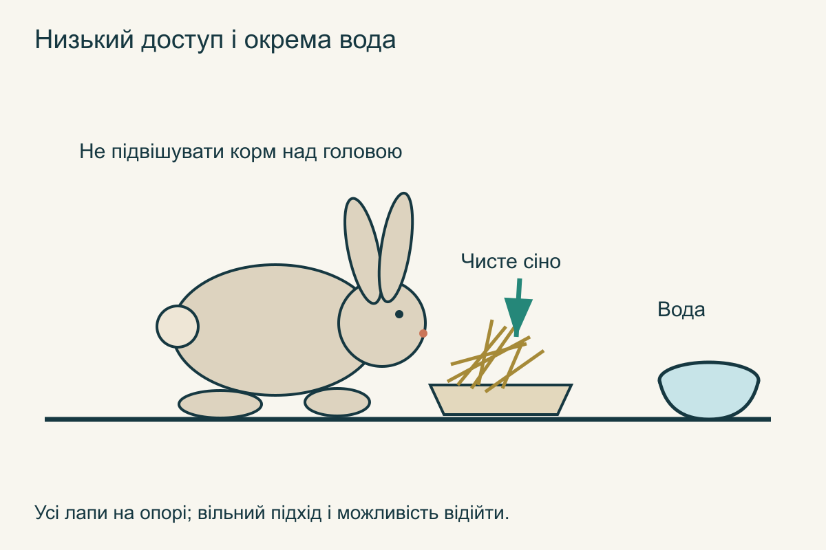 Низька чиста зона сіна біля кролика, окрема вода і вільний підхід; корм не підвішений високо над головою
