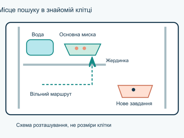 Пошук корму для папуги: як організувати фуражування вдома